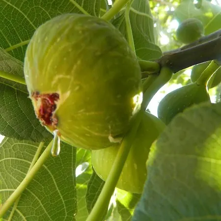 Libera דירה Stara Baška